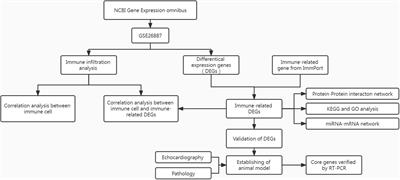 Identification and verification of immune-related biomarkers and immune infiltration in diabetic heart failure